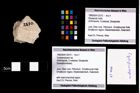 Foto (Objekt + Etikett) von Cycloprosopon sp.  (NHMW-GEO-1990-0041-2570)